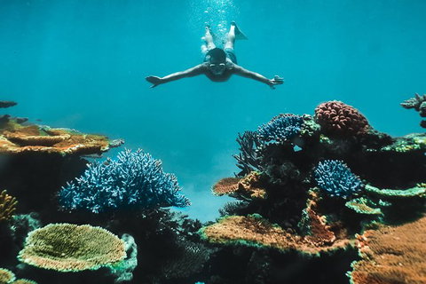 Great Barrier Reef Cruise From Townsville Or Magnetic Island - Great Ocean Road Tourism 11