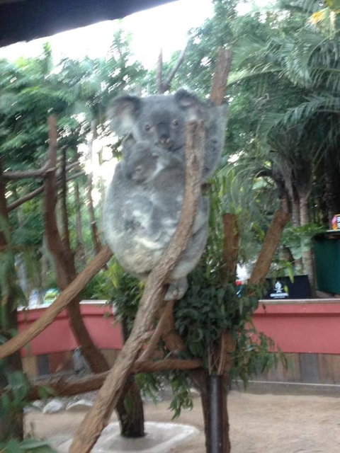 Hartley's Crocodile Adventures Day Trip From Cairns - Great Ocean Road Tourism 7