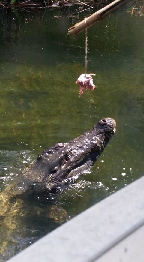 Hartley's Crocodile Adventures Day Trip From Cairns - Great Ocean Road Tourism 11