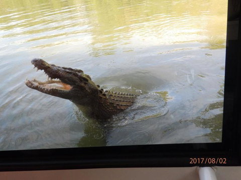 Hartley's Crocodile Adventures Day Trip From Cairns - Great Ocean Road Tourism 4