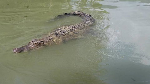 Hartley's Crocodile Adventures Day Trip From Cairns - Great Ocean Road Tourism 10