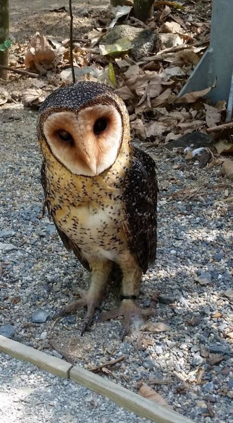 Hartley's Crocodile Adventures Day Trip From Cairns - Great Ocean Road Tourism 9