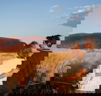 Uluru Ayers Rock Sunset with Outback Barbecue Dinner and Star Tour - Great Ocean Road Tourism