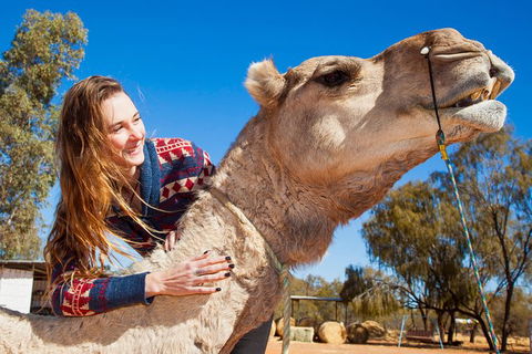 Alice Springs Camel Tour - Great Ocean Road Tourism 6