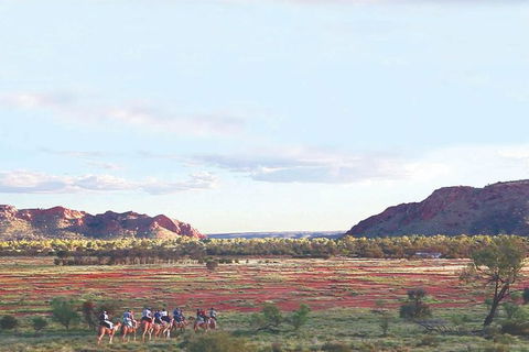 Alice Springs Camel Tour - Great Ocean Road Tourism 3