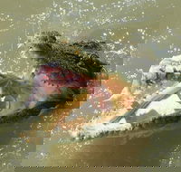 Darwin Jumping Crocodiles Cruise on Adelaide River - Great Ocean Road Tourism