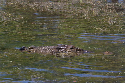 Kakadu, Nourlangie And Yellow Waters Tour From Darwin - Great Ocean Road Tourism 16