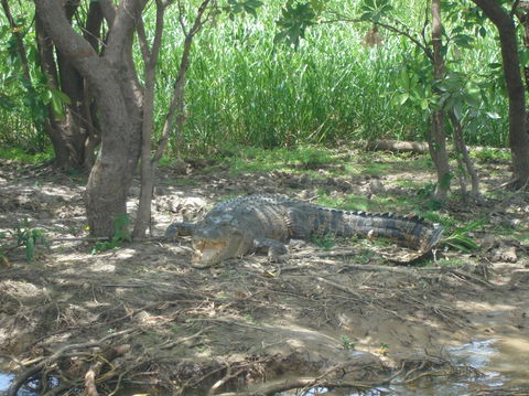 Kakadu, Nourlangie And Yellow Waters Tour From Darwin - Great Ocean Road Tourism 21