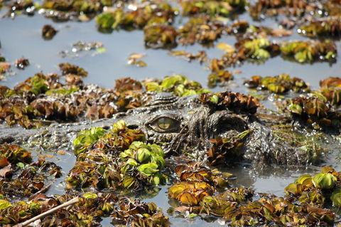 Kakadu, Nourlangie And Yellow Waters Tour From Darwin - Great Ocean Road Tourism 17