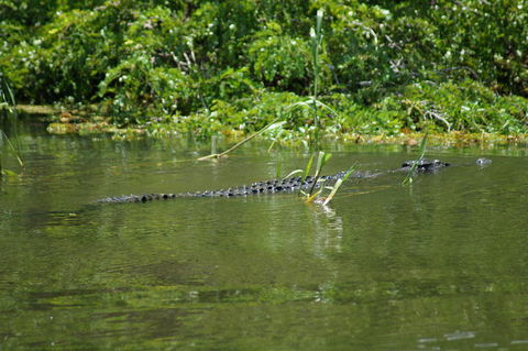 Kakadu, Nourlangie And Yellow Waters Tour From Darwin - Great Ocean Road Tourism 4
