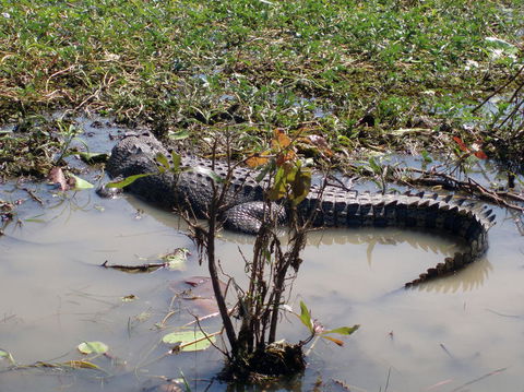 Kakadu, Nourlangie And Yellow Waters Tour From Darwin - Great Ocean Road Tourism 19