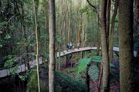 All-Inclusive Blue Mountains Tour In A Luxury Mercedes Sprinter - Great Ocean Road Tourism 13