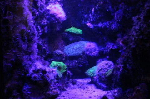 SEA LIFE Sydney Aquarium Entrance Ticket - Great Ocean Road Tourism 8