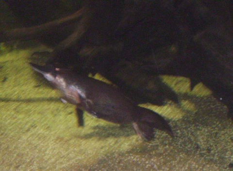 SEA LIFE Sydney Aquarium Entrance Ticket - Great Ocean Road Tourism 18