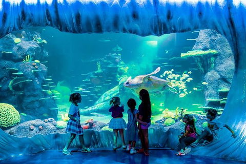 SEA LIFE Sydney Aquarium Entrance Ticket - Great Ocean Road Tourism 0