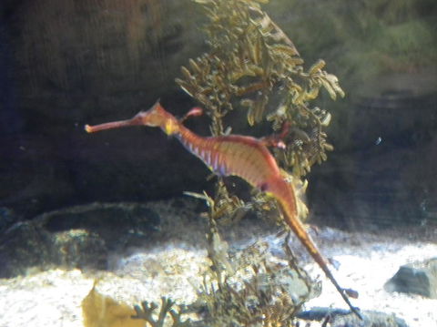 SEA LIFE Sydney Aquarium Entrance Ticket - Great Ocean Road Tourism 12