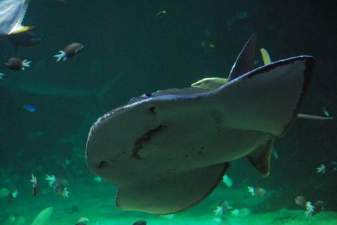 SEA LIFE Sydney Aquarium Entrance Ticket - Great Ocean Road Tourism 20