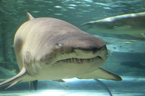 SEA LIFE Sydney Aquarium Entrance Ticket - Great Ocean Road Tourism 5