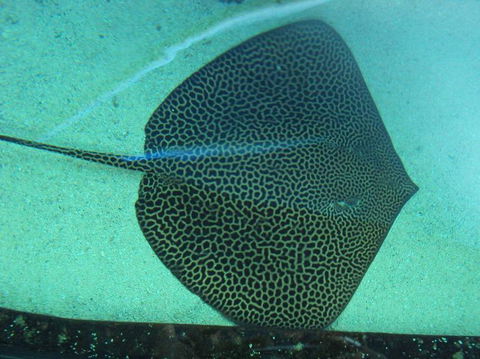 SEA LIFE Sydney Aquarium Entrance Ticket - Great Ocean Road Tourism 16