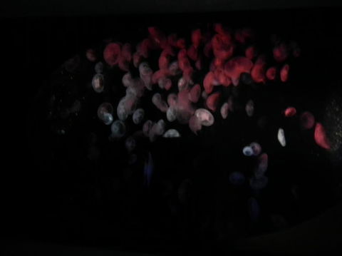 SEA LIFE Sydney Aquarium Entrance Ticket - Great Ocean Road Tourism 11