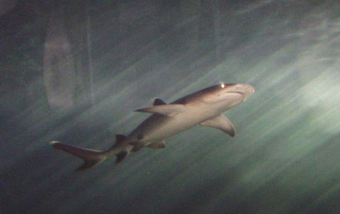 SEA LIFE Sydney Aquarium Entrance Ticket - Great Ocean Road Tourism 17