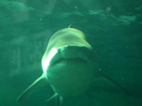 SEA LIFE Sydney Aquarium Entrance Ticket - Great Ocean Road Tourism 13