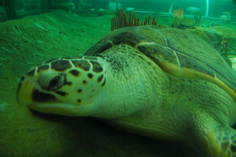 SEA LIFE Sydney Aquarium Entrance Ticket - Great Ocean Road Tourism 25