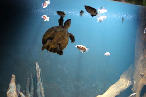 SEA LIFE Sydney Aquarium Entrance Ticket - Great Ocean Road Tourism 4