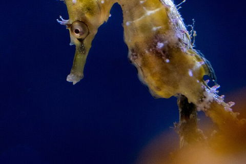 SEA LIFE Sydney Aquarium Entrance Ticket - Great Ocean Road Tourism 27