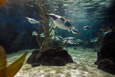 SEA LIFE Sydney Aquarium Entrance Ticket - Great Ocean Road Tourism 29