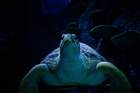 SEA LIFE Sydney Aquarium Entrance Ticket - Great Ocean Road Tourism 33