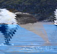 Whale Watching Jervis Bay - Great Ocean Road Tourism