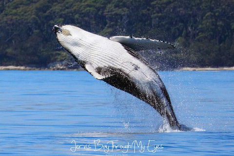 Whale Watching Jervis Bay - Great Ocean Road Tourism 0