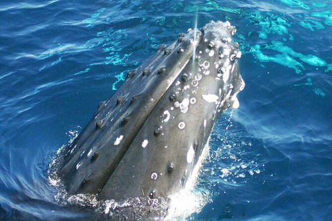 Whale Watching Jervis Bay - Great Ocean Road Tourism 3