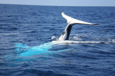 Whale Watching Jervis Bay - Great Ocean Road Tourism 7