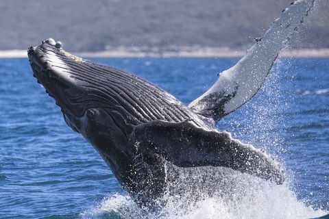 Whale Watching Jervis Bay - Great Ocean Road Tourism 2