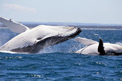 Whale Watching Jervis Bay - Great Ocean Road Tourism 4