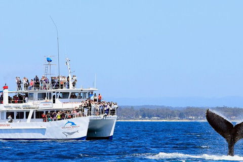 Whale Watching Jervis Bay - Great Ocean Road Tourism 6