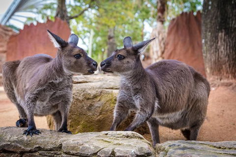 Australia Multi-City Attractions Pass - Great Ocean Road Tourism 9