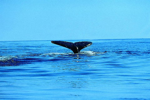 Whale Watching By Sea Kayak In Batemans Bay - Great Ocean Road Tourism 1
