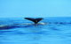 Whale Watching By Sea Kayak In Batemans Bay - thumb 3