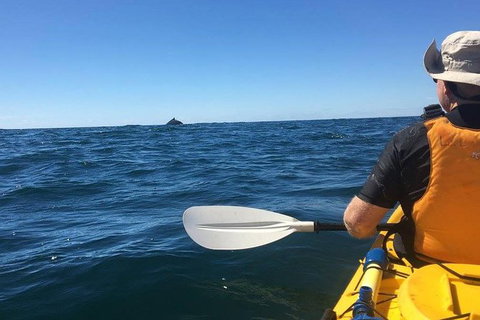 Whale Watching By Sea Kayak In Batemans Bay - Great Ocean Road Tourism 7