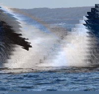 Jervis Bay Whale Watching Tour - Great Ocean Road Tourism