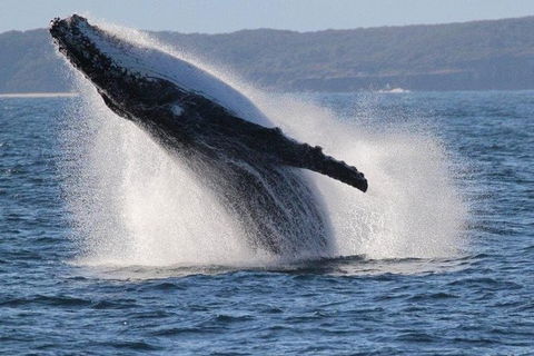 Jervis Bay Whale Watching Tour - Great Ocean Road Tourism 0