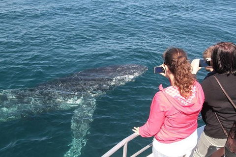 Jervis Bay Whale Watching Tour - Great Ocean Road Tourism 9