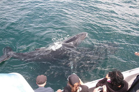 Jervis Bay Whale Watching Tour - Great Ocean Road Tourism 12