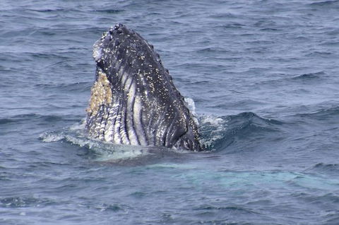 Jervis Bay Whale Watching Tour - Great Ocean Road Tourism 4