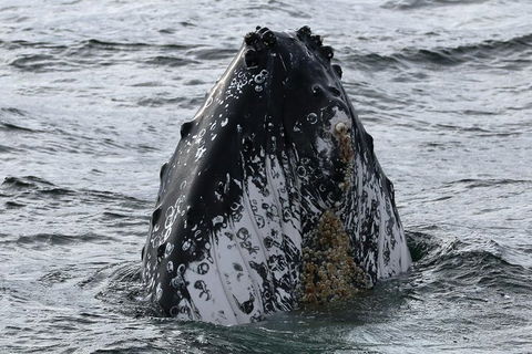 Jervis Bay Whale Watching Tour - Great Ocean Road Tourism 7