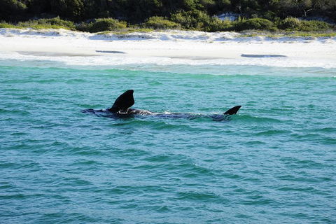 Jervis Bay Whale Watching Tour - Great Ocean Road Tourism 5