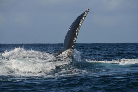 Jervis Bay Whale Watching Tour - Great Ocean Road Tourism 8